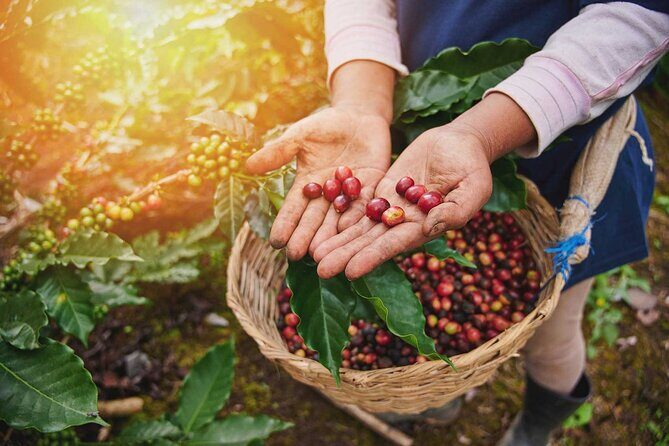 Full-Day Tour Llano Grande Waterfalls and Coffee Plantation in Huatulco! - The Sum Up