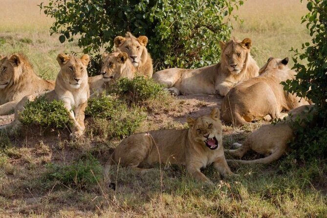 Full Day Tour Nairobi National Park, Giraffe Center ,Karen Blixen - Comprehensive Review of the Tour