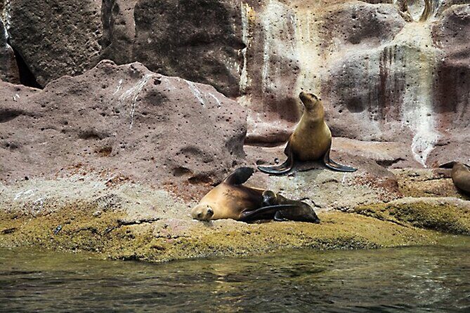 Full-Day Tour Nature Experience at Isla Espiritu Santo! Sea Lions - Authentic Experiences and Traveller Perspectives