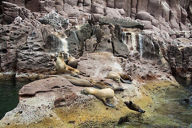 Full-Day Tour Nature Experience at Isla Espiritu Santo! Sea Lions - FAQ