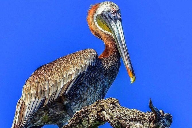Full-Day Tour of Cayo Levantado and Los Haitises National Park - Frequently Asked Questions
