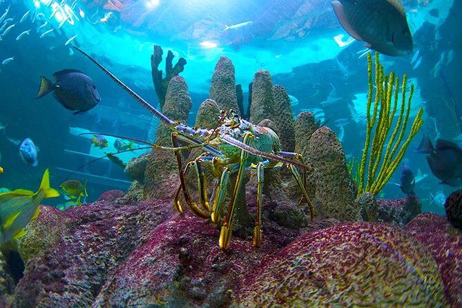 Full-Day Tour of Florida Keys Including Aquarium Encounters from Key West - An In-Depth Look at the Tour Experience