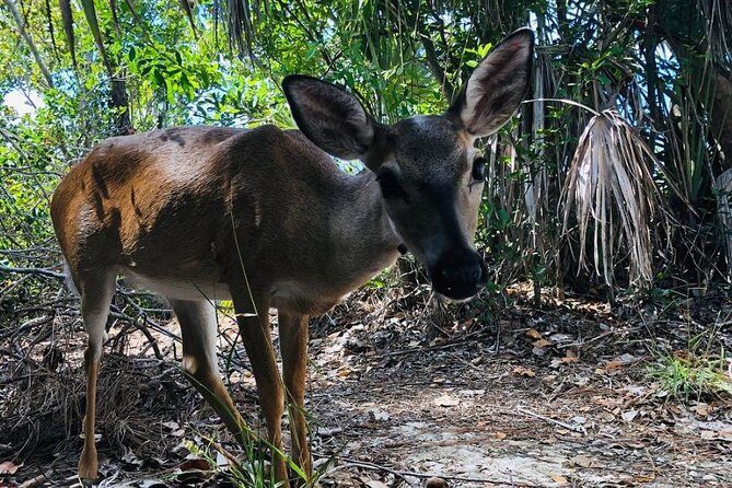 Full-Day Tour of Florida Keys Including Aquarium Encounters from Key West - FAQ