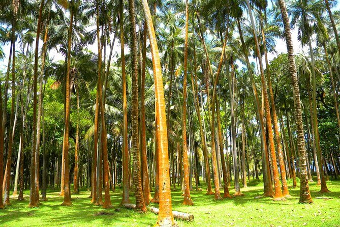 Full Day Tour of Reunion Island with Breakfast - An In-Depth Look at the Tour Itinerary