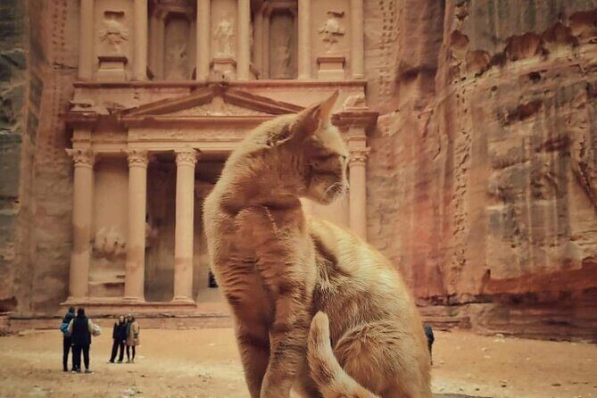 Full Day Tour Petra and wadi rum from Amman or Dead sea - Key Points