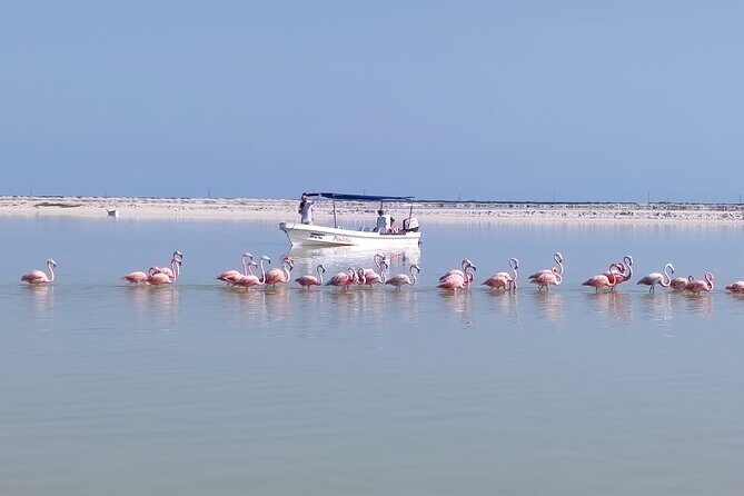 Full Day Tour Río Lagartos with Pickup from Mérida 7 AM - Who Would Love This Tour?