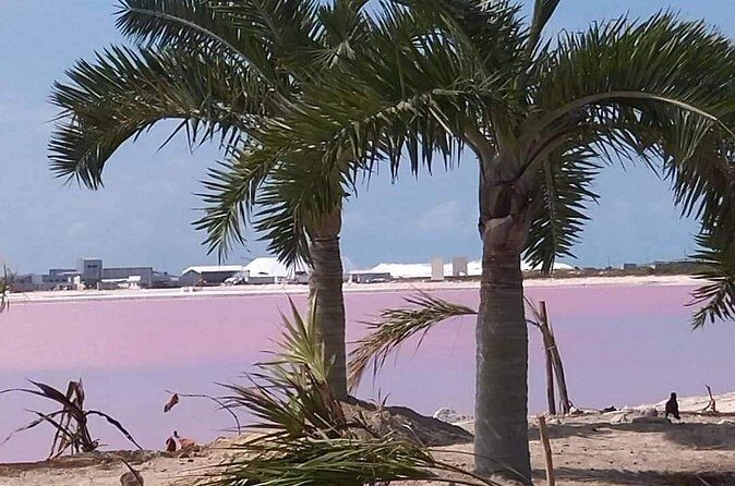 Full Day Tour Río Lagartos with Pickup from Mérida 7 AM - FAQ