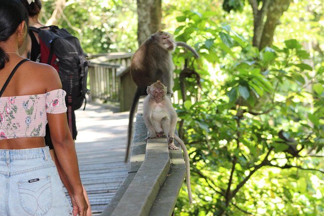 Full day Tour to Best of Ubud with jungle swing - Key Points