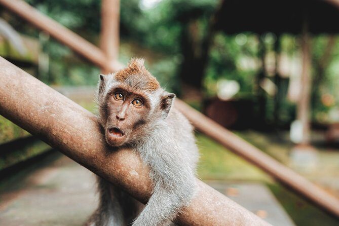 Full day Tour to Best of Ubud with jungle swing - The Sum Up