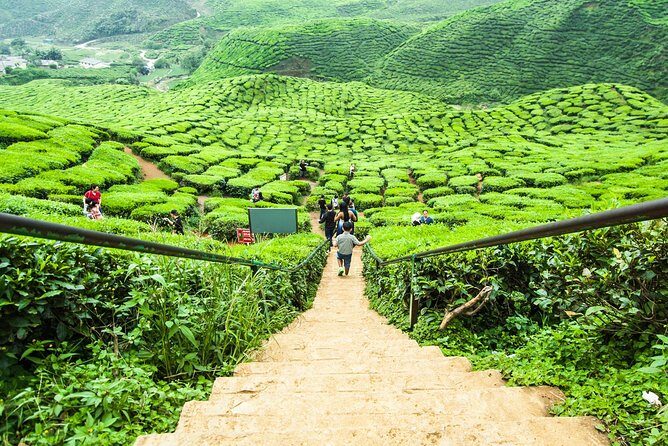 Full Day Tour to Cameron Highlands with Batu Caves Stopover - The Practicalities: What to Expect