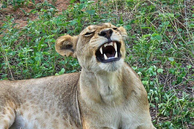 Full Day Tour to Chobe National Park and Botswana - Detailed Review of the Tour Experience