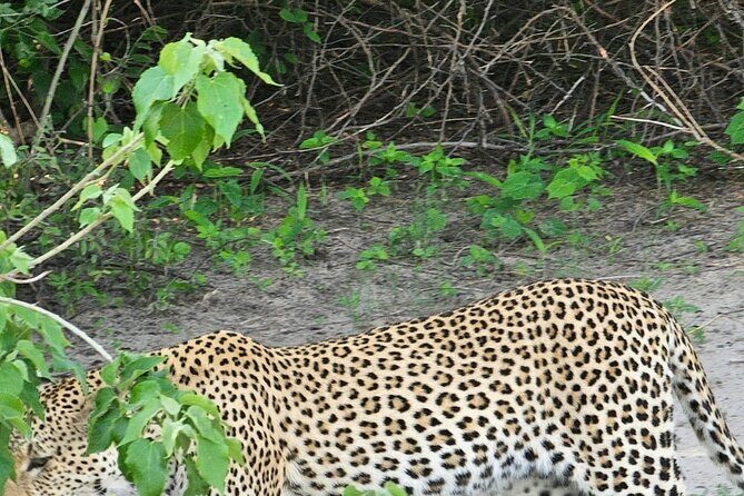Full Day Tour to Chobe National Park and Botswana - FAQ