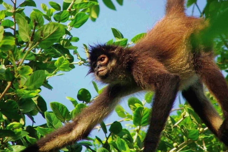 Full Day Tour to Cobá Ruins, Punta Laguna & Cenote - Who Should Consider This Tour?