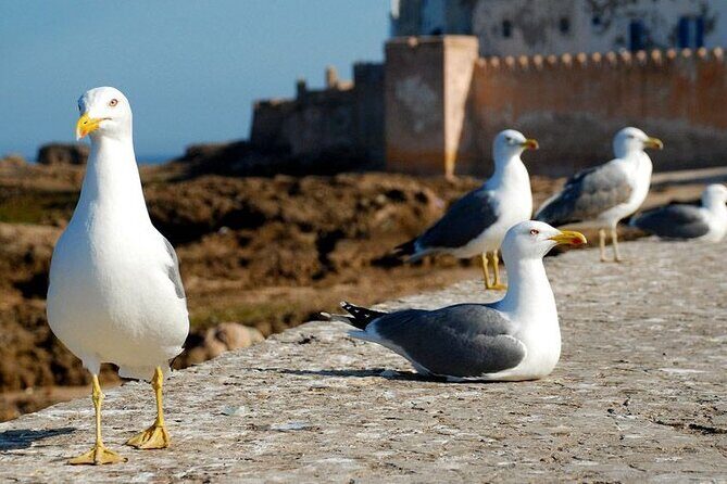 Full Day Tour To Essaouira from Marrakech - In-Depth Look at the Tour Experience