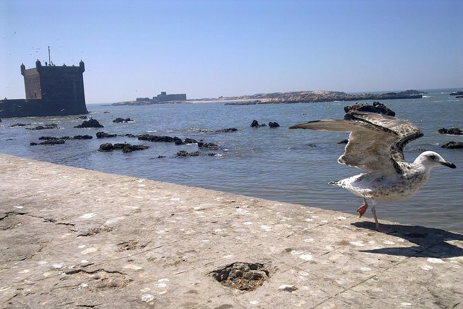 Full-Day Tour to Essaouira - The Ancient Mogador City from Marrakech - FAQ: Practical Questions Answered