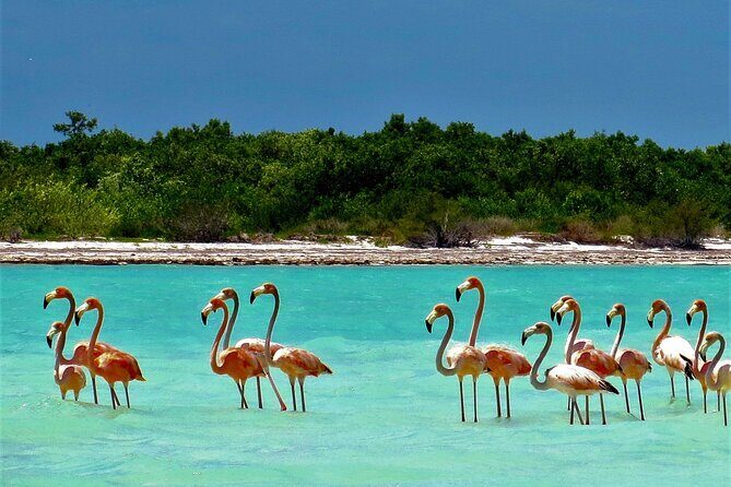 Full Day Tour to the Best of Holbox - FAQ