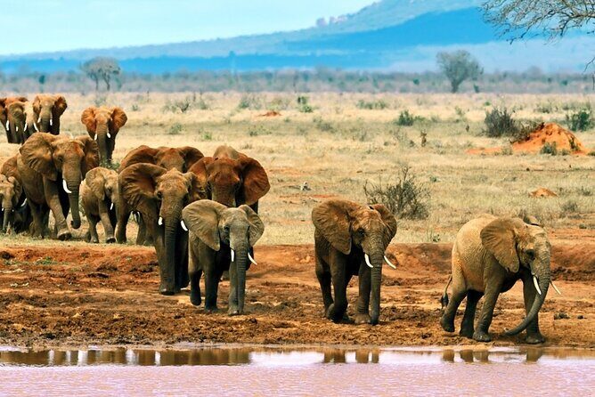 Full Day tour to Tsavo East National Park from Mombasa - Exploring the Full Day Tour to Tsavo East National Park from Mombasa