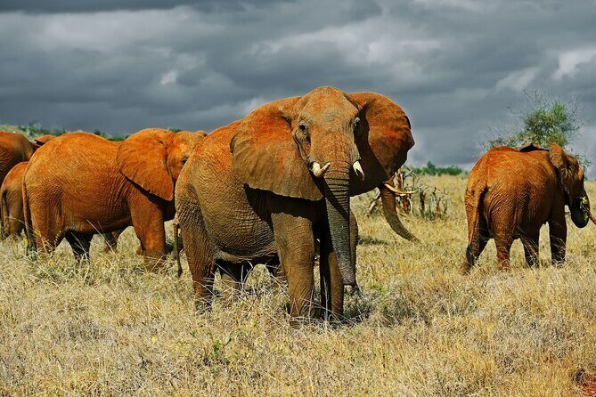 Full Day tour to Tsavo East National Park from Mombasa - The Sum Up