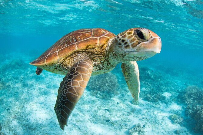 Full Day Tour to Tulum Cenote and Swim with Turtles in Akumal - The Value of the Price