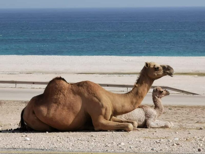 Full Day Tour: West of Salalah hidden gems and rocky beaches - Who Should Consider This Tour?