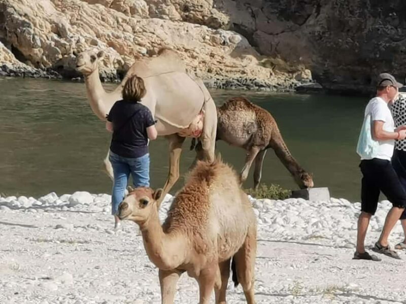 Full Day Tour: West of Salalah hidden gems and rocky beaches - Frequently Asked Questions