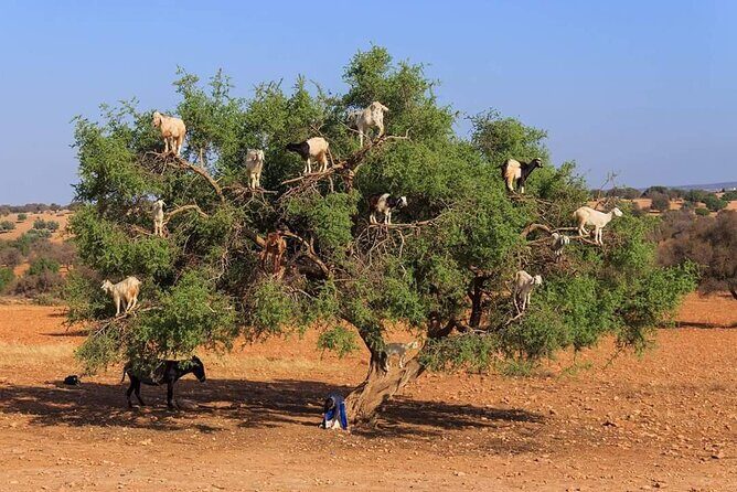 Full day trip to Essaouira from Agadir - The Sum Up: Who Should Consider This Tour?