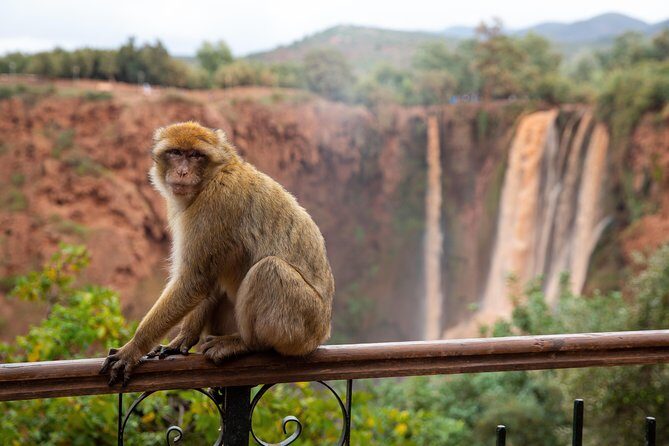 Full Day Trip To Ouzoud Waterfalls From Marrakech & Boat Tour - FAQ