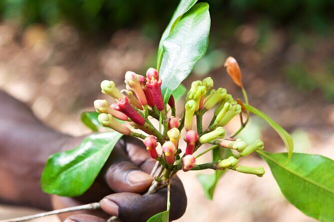 Full Day Trip to Stone Town, Spice Farms and Prison Island - Key Points