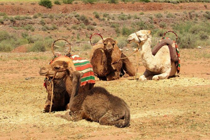 Full-day trip to the Atlas Mountains of Morocco and Camel ride - Final Thoughts