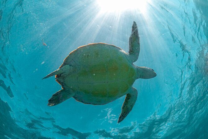 Full Day Tulum Ruins Tour Cenote and Swimming with Sea Turtles - Who Should Consider This Tour?