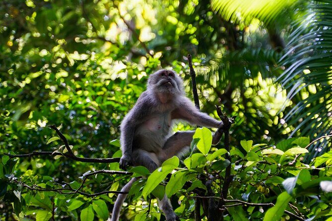 Full Day Ubud Art Village and Mount Batur Kintamani with Lunch - FAQ