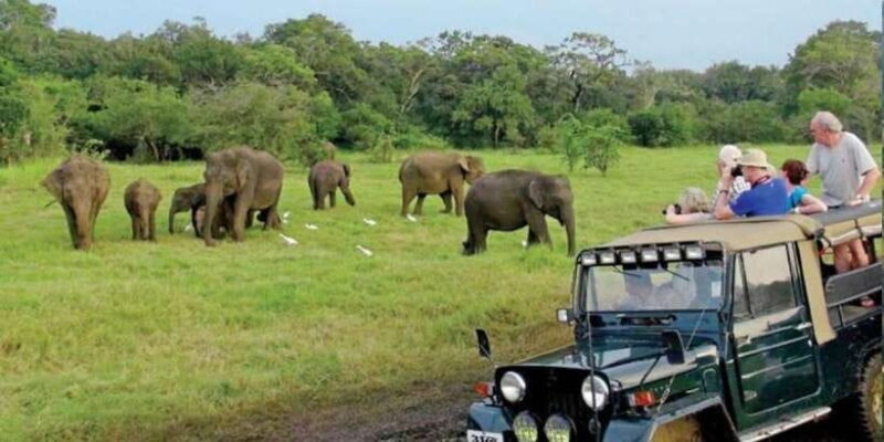 Full Day Udawalawe Safari Adventure with Lunch (Private) - The Day in Detail: What to Expect