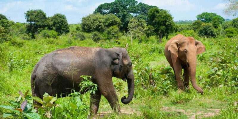 Full Day Udawalawe Safari Adventure with Lunch (Private) - Final Thoughts