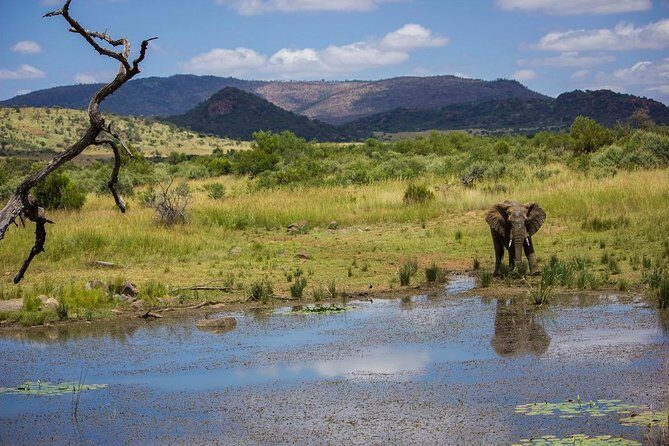 Full Day Ultimate Pilanesberg National Park Safari from Johannesburg or Pretoria - Who Might Want to Consider Alternatives?