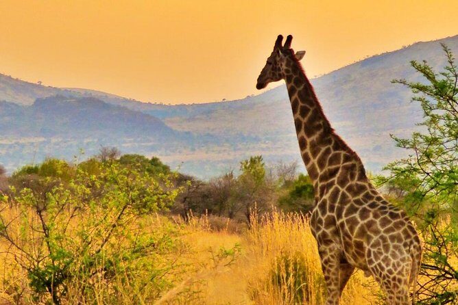 Full Day Ultimate Pilanesberg National Park Safari from Johannesburg or Pretoria - FAQ