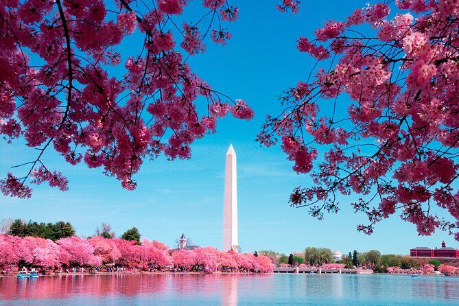 Full Day US Capitol Visit with Cherry Blossom & Potomac Cruise - In-Depth Review of the Tour Experience