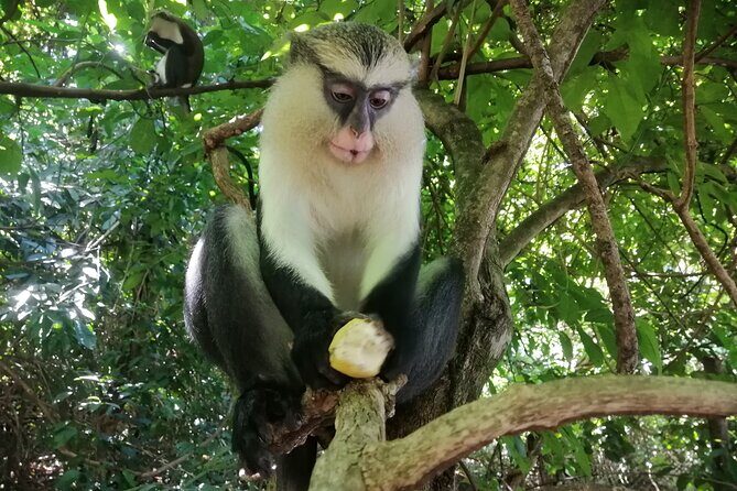Full-Day Volta Experience ( Mount Gemi and Monkey Sanctuary) Private Tour - FAQ