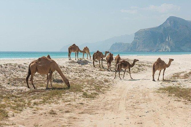 Full day west tour of Salalah - Practicalities and Tips