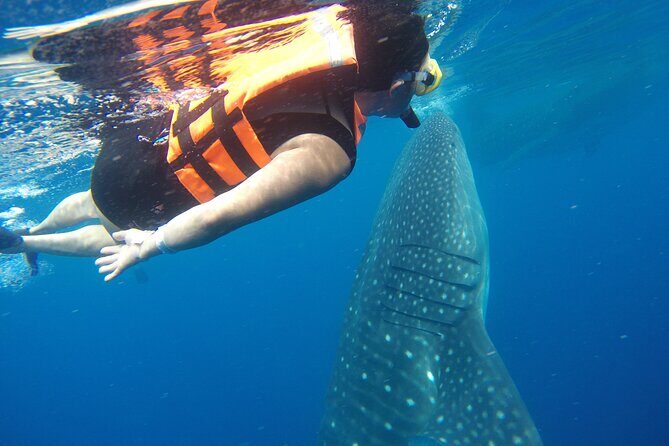 Full-Day Whale Shark Tour Puerto Morelos with Pickup and Lunch - The Experience: Pros and Cons