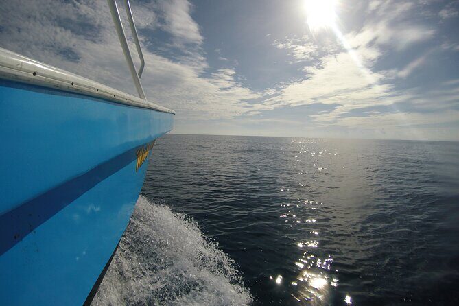 Full-Day Whale Shark Tour Puerto Morelos with Pickup and Lunch - Who Would Love This Tour?