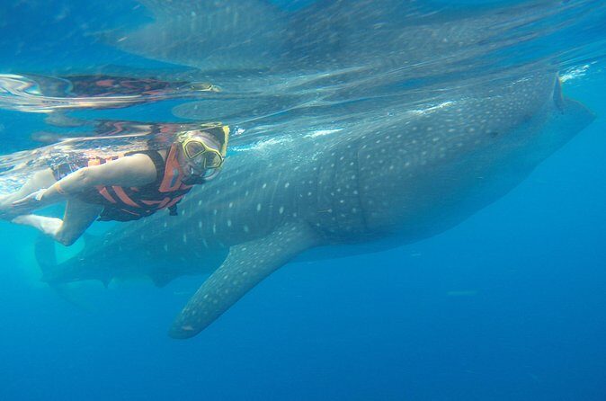 Full-Day Whale Shark Tour Puerto Morelos with Pickup and Lunch - Final Thoughts