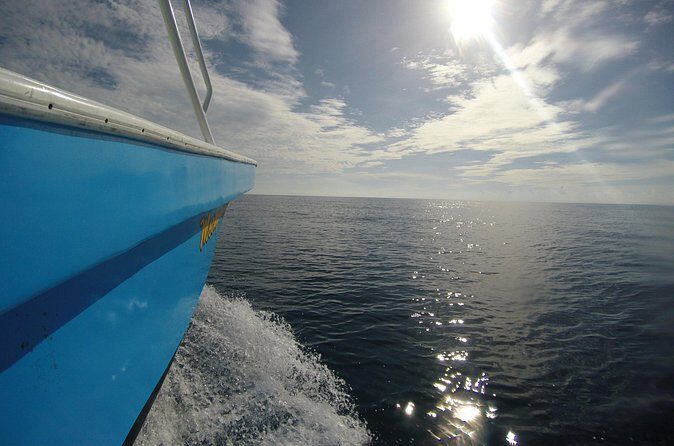 Full-Day Whale Shark Tour Puerto Morelos with Pickup and Lunch - FAQ