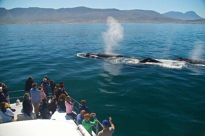 Full-Day Whale Watching and Wine Region Experience from Cape Town - Key Points
