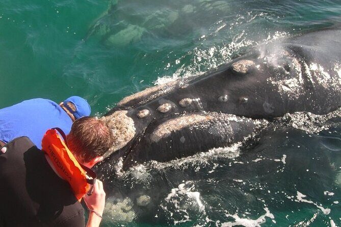 Full-Day Whale Watching and Wine Region Experience from Cape Town - Why This Tour Offers Great Value