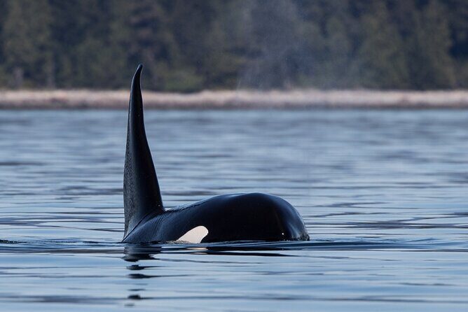 Full Day Whale Watching Campbell River - FAQ