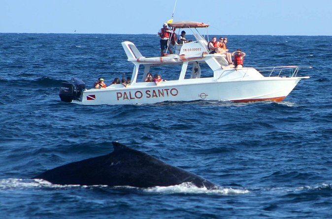 Full-Day Whale Watching Tour in Samana Bay from Cabeza de Toro - FAQs