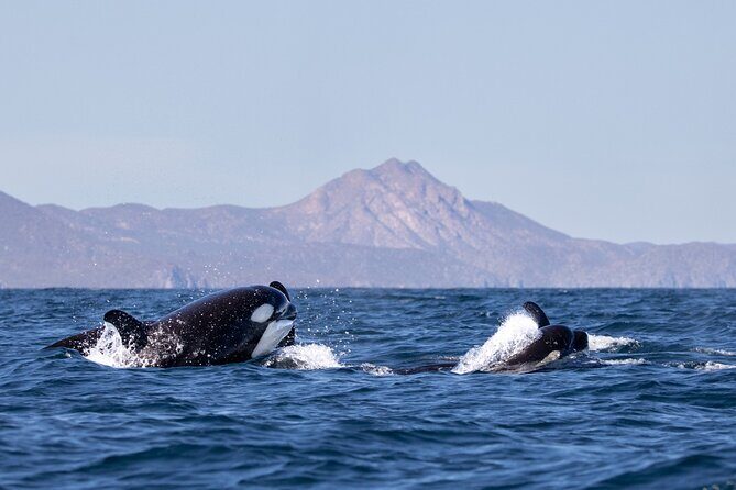 Full Day Wildlife Expedition in the Sea of Cortez - The Experience in Detail