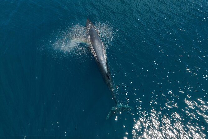 Full Day Wildlife Expedition in the Sea of Cortez - Why This Tour Offers Good Value