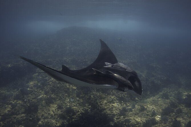 Full Day Wildlife Expedition in the Sea of Cortez - Authentic Feedback and Expectations
