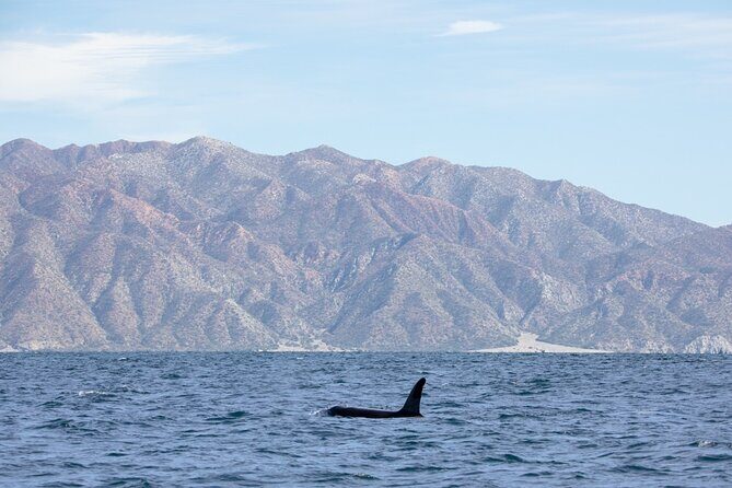 Full Day Wildlife Expedition in the Sea of Cortez - Who Should Consider This Tour?
